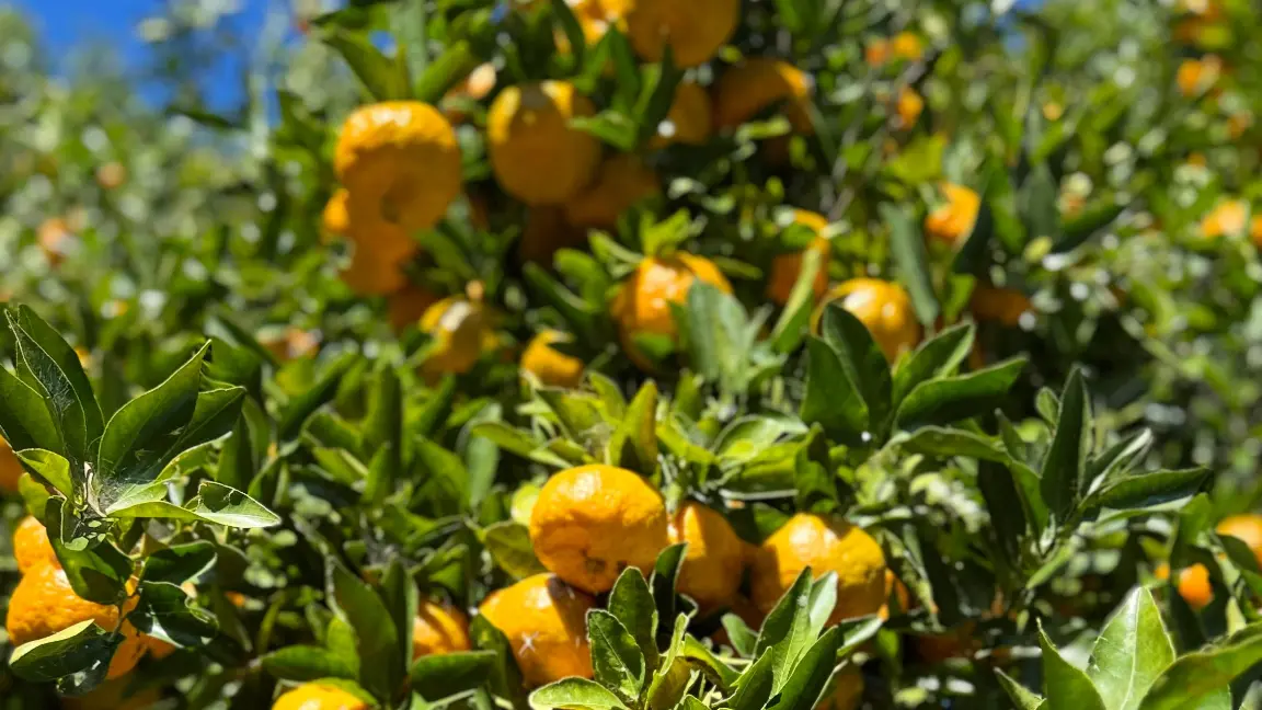 Plantação de tangerina ponkan em Teresópolis, destacando os frutos maduros nos pés durante a época de colheita.